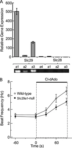 Lead figure from "Testicular expression of Adora3i2 in Adora3 knockout mice reveals a role of mouse A3Ri2 and human A3Ri3 adenosine receptors in sperm" (Journal of Biological Chemistry, 2010)