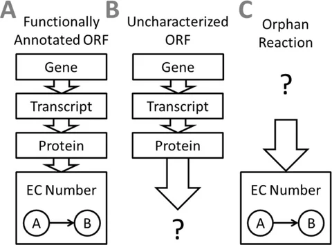Lead figure from "Linking genome-scale metabolic modeling and genome annotation" (Methods in Molecular Biology, 2013)