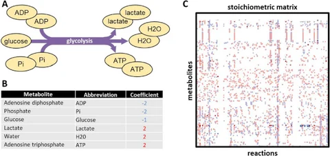 Lead figure from "A simplified metabolic network reconstruction to promote understanding and development of flux balance analysis tools" (Computers in Biology and Medicine, 2019)