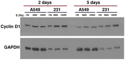 Lead figure from "Matrix Rigidity Regulates Cancer Cell Growth by Modulating Cellular Metabolism and Protein Synthesis" (PLoS ONE, 2012)
