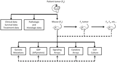 Lead figure from "Clinical, Molecular and Genetic Validation of a Murine Orthotopic Xenograft Model of Pancreatic Adenocarcinoma Using Fresh Human Specimens" (PLoS ONE, 2013)