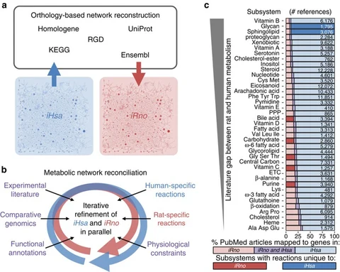Lead figure from "Reconciled rat and human metabolic networks for comparative toxicogenomics and biomarker predictions" (Nature Communications, 2017)