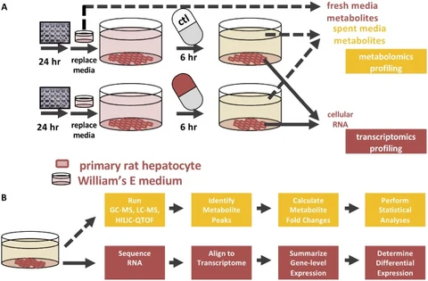 Lead figure from "Genome-Scale Characterization of Toxicity-Induced Metabolic Alterations in Primary Hepatocytes" (Toxicological Sciences, 2019)